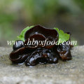 Hongo negro chino natural del hongo del oído de madera